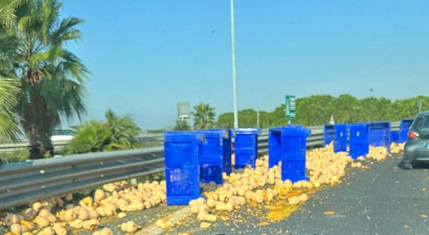 San Benedetto del Tronto, centinaia di zucche (perse da un camion) distrutte sulla sopraelevata: traffico in tilt