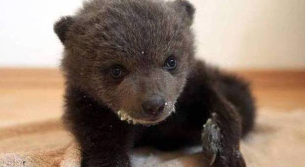 Cucciolo di orso trovato senza mamma: salvato in Abruzzo dalla Forestale