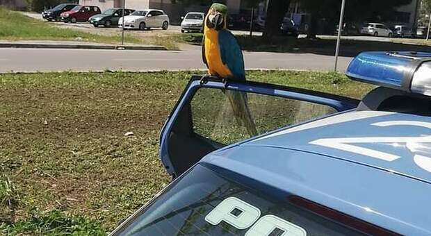 La "fuga" del pappagallo Pedro finisce sulla Volante: ... si consegna alla polizia