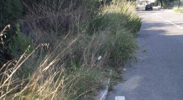 Terni, l'erba alta invade la carreggiata in strada Santa Giusta. Il Pd: «Viabilità a rischio»