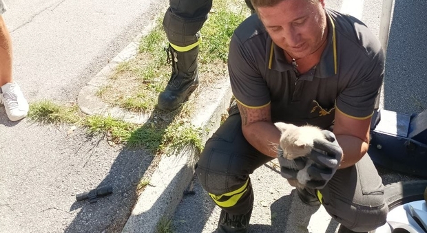 Le immagini del salvataggio del gattino a Treviso