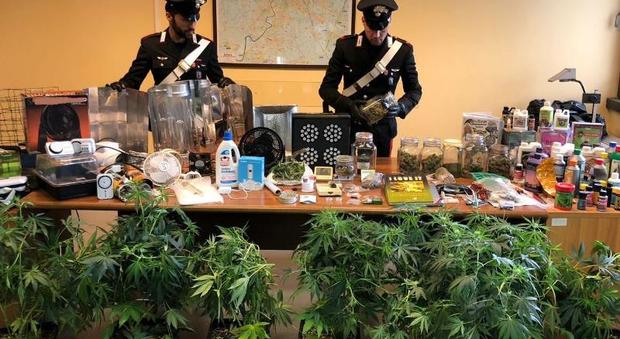 Avevano in casa una serra di marijuana e oltre 700 grammi di droga: arrestata una coppia