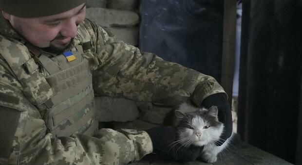 La guerra dei gatti, ha iniziato Kiev, ora risponde Mosca: felini usati per supporto e propaganda