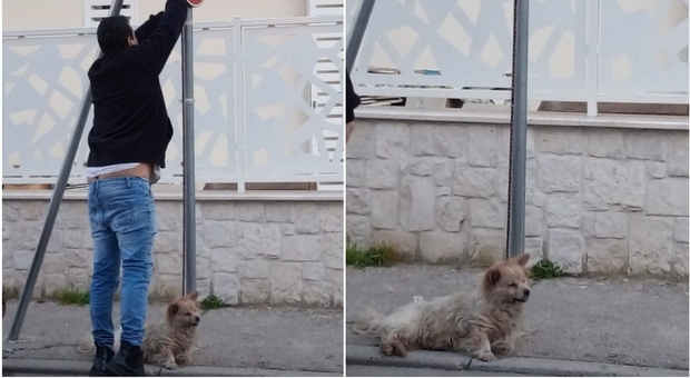 Cane legato ad un palo e lasciato morire, choc a Caserta: l'animale lasciato senza cibo né acqua