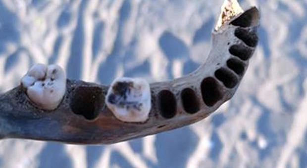 Giallo di Albarella, altri ritrovamenti di ossa sulla spiaggia
