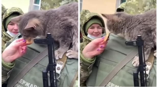 Un gatto abbandonato viene sfamato dalle guardie di frontiera ucraine (immag e video diffusi dall'associazione UAnimals sui social)