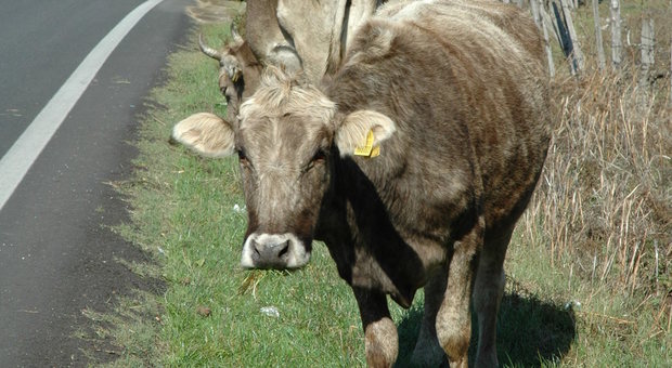 Roma, dopo le pecore giardiniere arrivano le mucche anti-roghi