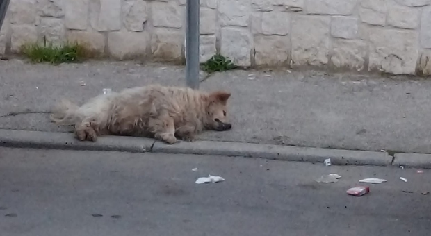 Cane legato a un palo e lasciato morire di stenti senza cibo né acqua, la denuncia: «Il colpevole deve pagare»