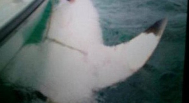 La foto dello squalo gigante