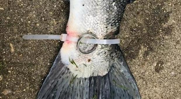 Pescatori trovano una fede nuziale legata alla coda di un pesce