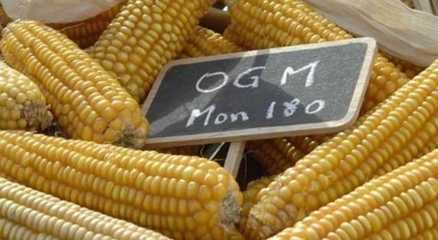 No alla semina di Ogm, la Regione Friuli introduce una moratoria