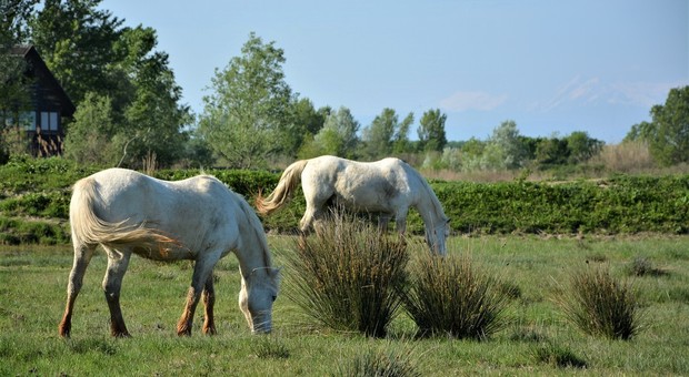 I cavalli Camargue all'Isola della Cona, a Staranzano