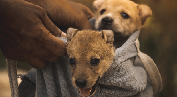 Cuccioli di cane trovati morti nel cassonetto, identificato il padrone tramite il test del Dna