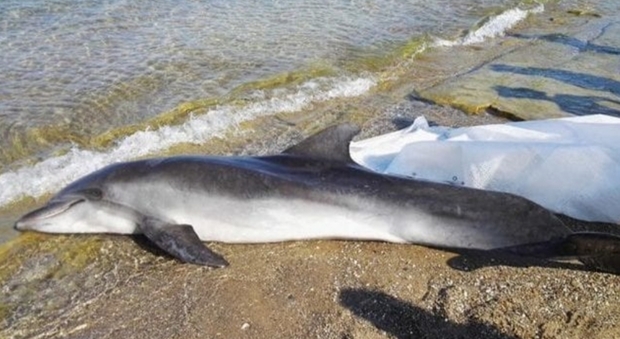 uno dei delfini rinvenuti morti nelle acque del Tirreno. (immagine pubblicata da Arpat News)