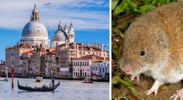 Venezia, donna morsa da un topo a due passi da piazza San Marco. «Ha urlato di dolore, passanti nel panico»