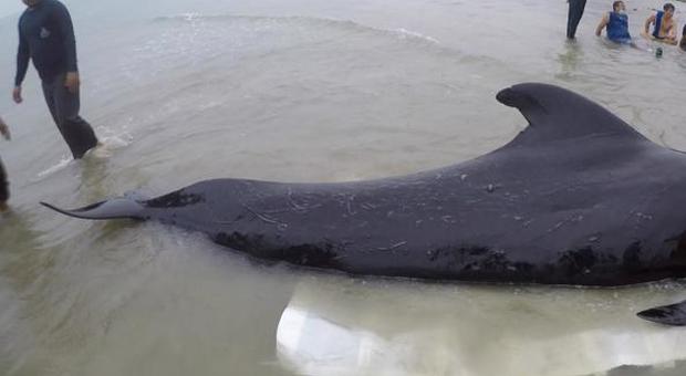 Balena muore dopo aver ingoiato 80 buste di plastica: «Non poteva più nutrirsi»