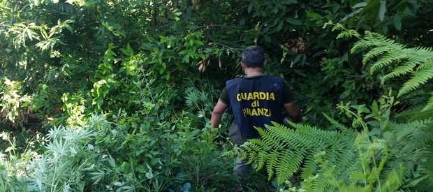 Sequestrata piantagione di marijuana a Marano: due arresti, sotto chiave un casolare