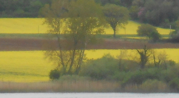 Le sponde del lago di Piediluco si colorano di giallo