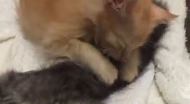 Il fratello sta morendo, lui lo abbraccia fino all'ultimo respiro: la storia dei due gattini commuove il web