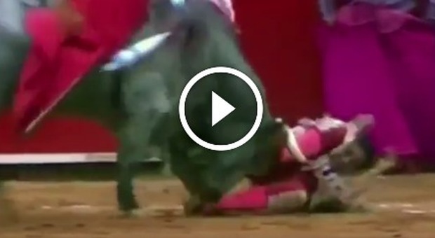 Toro incorna il torero Antonio Romero durante la corrida: l'uomo è in gravi condizioni -Video choc