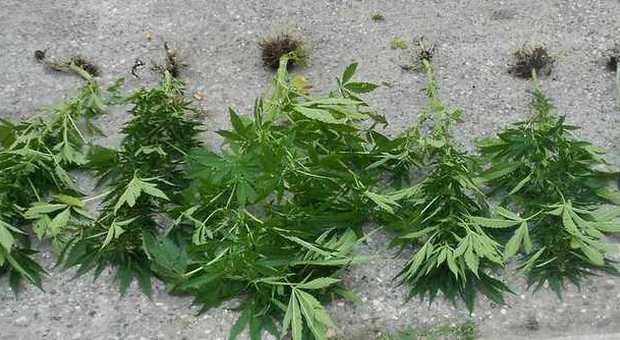 ​Coltiva marijuana tra i fiorellini del giardino dell’ignara nonna