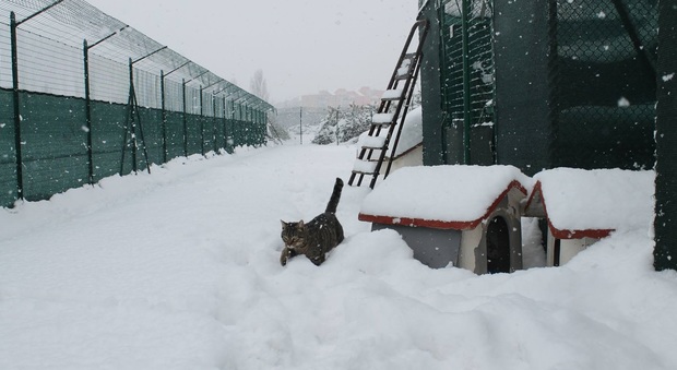 Fano, canile e gattile nelle morsa del gelo salvati dalla solidarietà