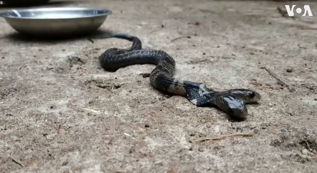 Individuato in India un cobra con due teste e la popolazione si rifiuta di consegnarlo ai funzionari della foresta per credenze mitologiche