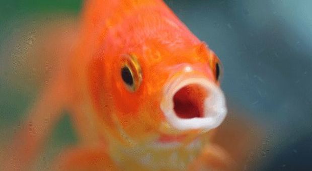 Muore il pesce rosso più vecchio del Regno Unito: George aveva 44 anni