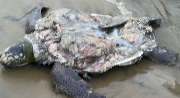 Tartaruga marina trovata morta in mare