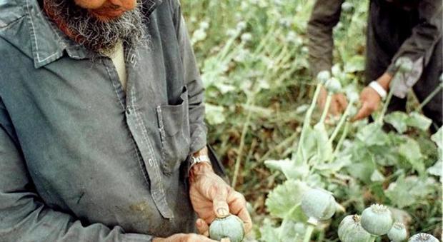 Una piantagione di oppio in Afghanistan