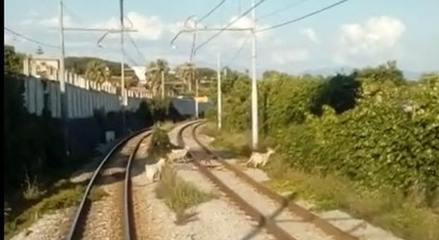 Circumvesuviana, capre sui binari: il pascolo sulla linea Napoli-Sorrento
