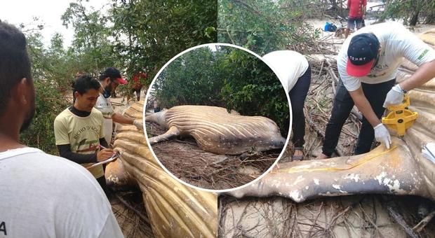 Balena di oltre dieci metri trovata nella foresta: «Come ha fatto ad arrivare fino a lì?»
