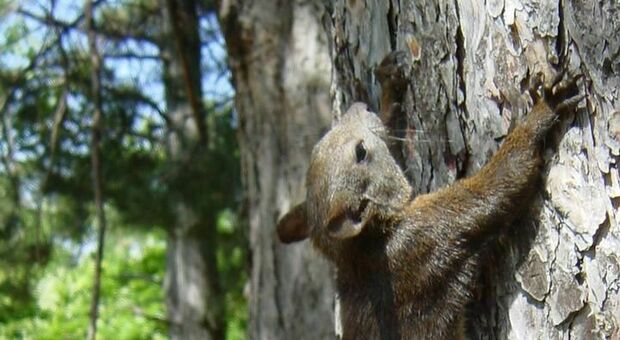 Roma, il ritorno degli scoiattoli: da Villa Ada a Villa Borghese, cresciuti del 40%. «Nuovi padroni dei parchi»