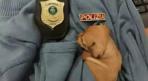 Traffico illegale di migliaia di cani, operazione anche a Napoli