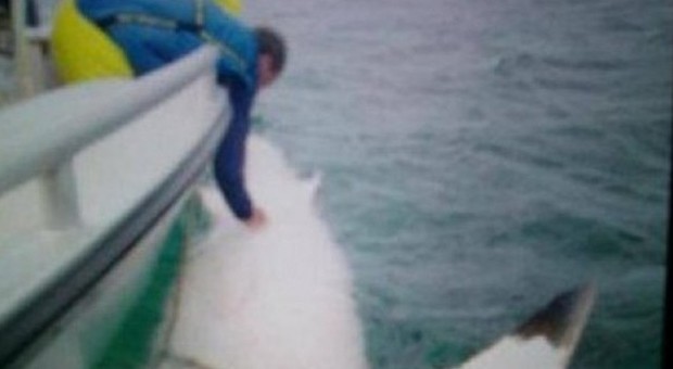 Lo squalo bianco più grande del mondo avvistato in Australia: "È lungo 5 metri e mezzo"
