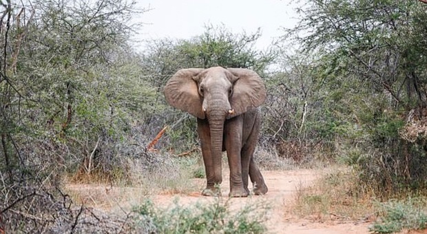 Zimbabwe, turista si avvicina a un elefante per scattare delle foto: il pachiderma la attacca e la uccide
