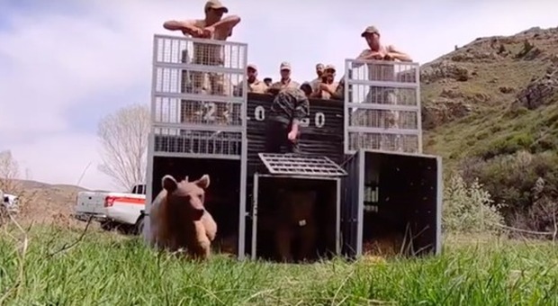 L'orso e i suoi cuccioli liberati dopo anni di prigionia: il video è commovente