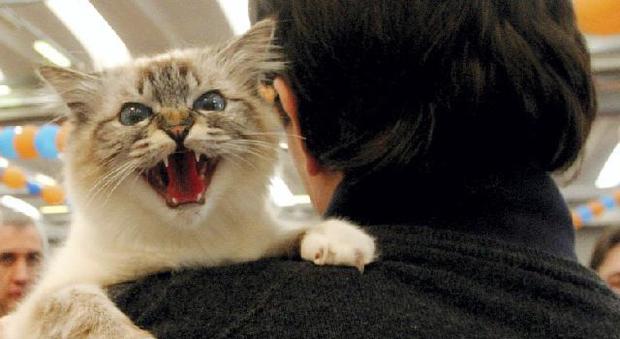 Il gatto sembra impazzito: aggredisce la padrona e la manda in ospedale