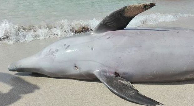 Marina di Pulsano, delfino spiaggiato e morto