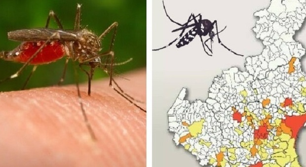Veneto, West Nile e Dengue, casi e vittime