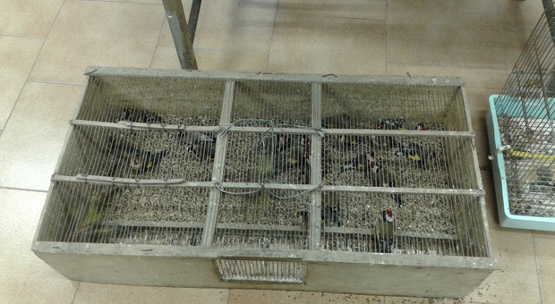Uccellini in gabbia nel box senza luce e aria: tre denunciati per maltrattamento di animali nel Napoletano