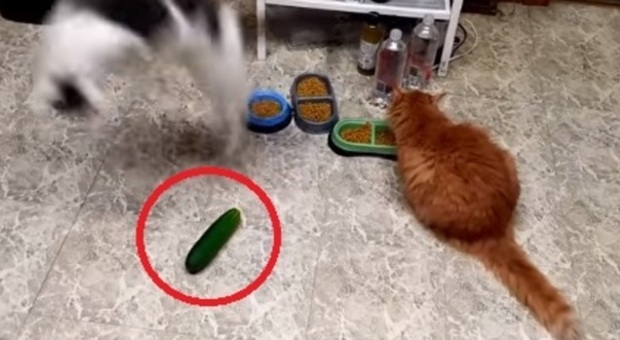 I gatti sono terrorizzati dai cetrioli: ecco la spiegazione scientifica