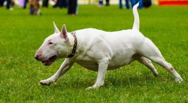 Bull terrier sfugge al padrone: attacca cagnolino e prende a morsi 2 donne