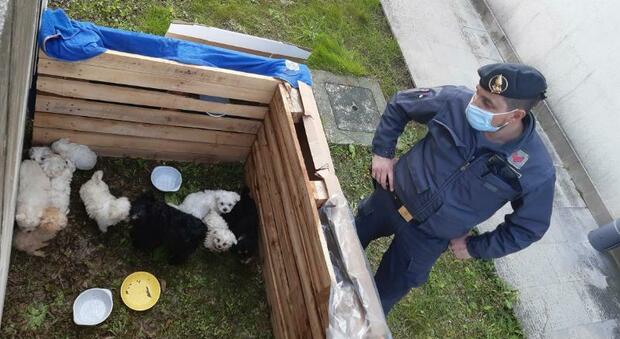 Cuccioli di maltese stipati nelle scatole e chiusi nel bagagliaio dell'auto: arrivavano dalla Romania