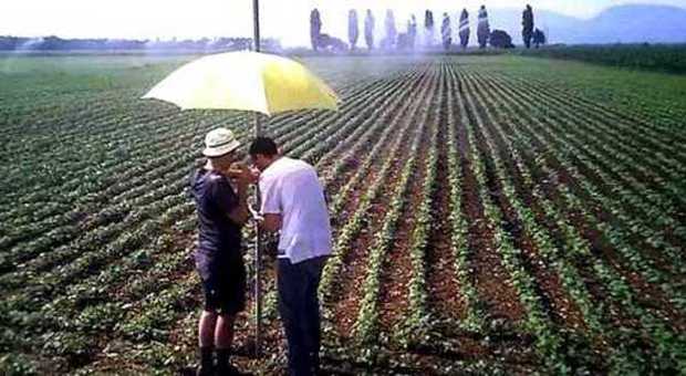 Le colture da irrigare nel Medio Friuli