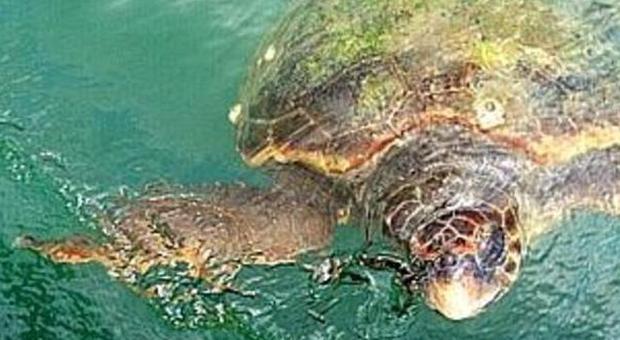 La tartaruga Chicca salvata dal peschereccio “Nina Madre”