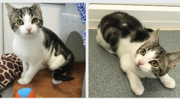 Hope, il gattino randagio nato senza organi sessuali (immag diffusa da Cats Protection Tyneside Adoption Centre su Fb)