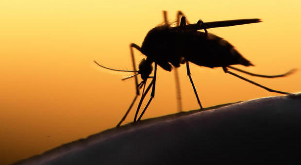 Zika: caso sospetto a Isola Vicentina Malato dopo viaggio nello Yucatan