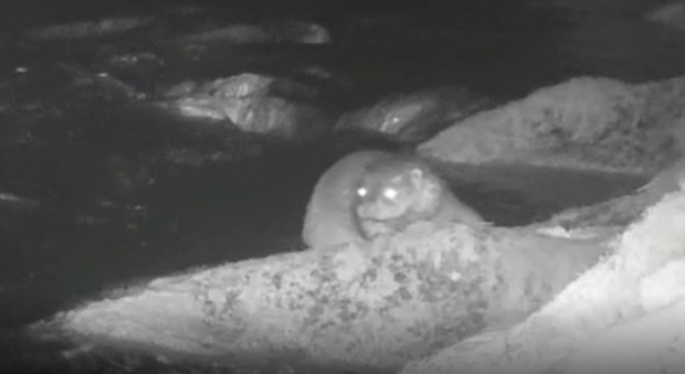 Un fotogramma del video che riprende la lontra europea in val d'Ansiei (Mirco Piccin per la polizia provinciale di Belluno)