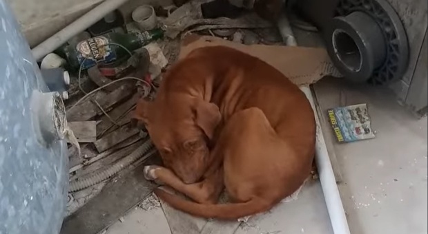 Il cucciolo di pitbull scampato alla morte (immag e video pubbl da Giulia Cassaro su Fb e da Vita Randagia onlus)